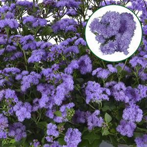 Afbeelding van Ageratum P12 Monarch Blue